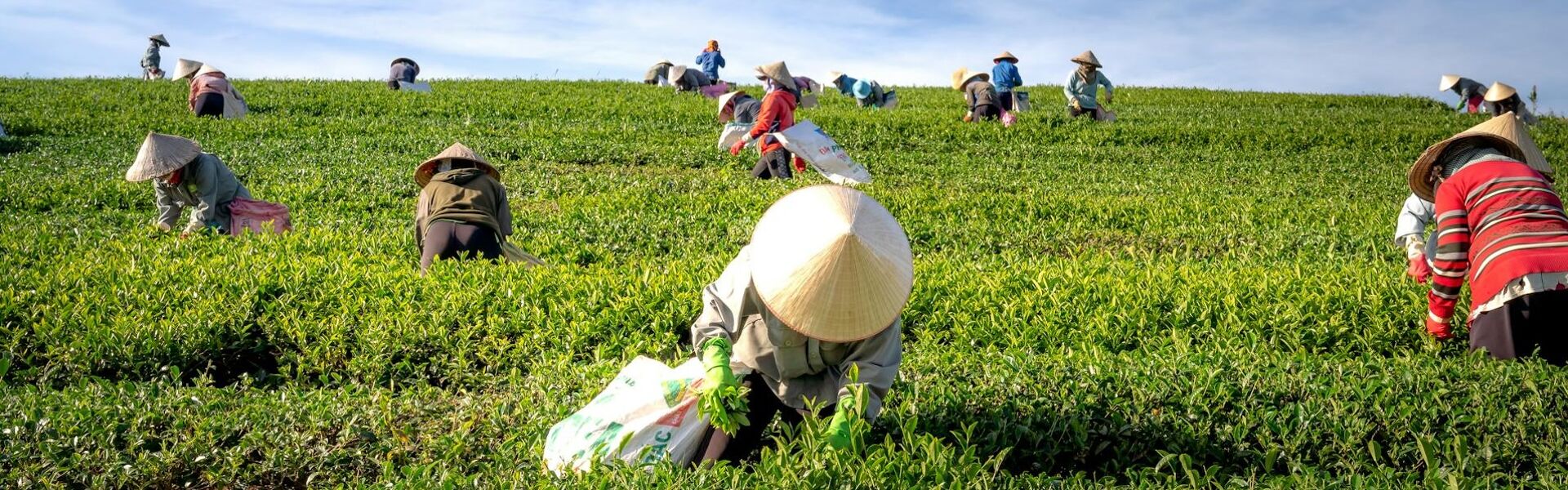 Viet Nam travel guide